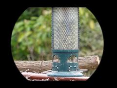 Một mắt nhìn đêm 4K Mini91